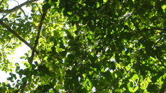 Brosimum alicastrum