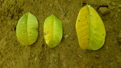 Brosimum alicastrum