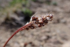 Luzula alopecurus