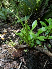 Pterostylis cardiostigma