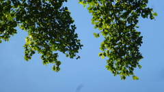 Brosimum alicastrum
