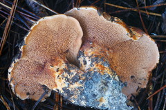 Sarcodon indurescens