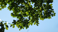Brosimum alicastrum