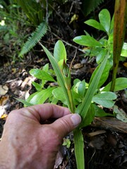 Pterostylis cardiostigma