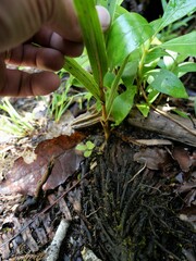 Pterostylis cardiostigma