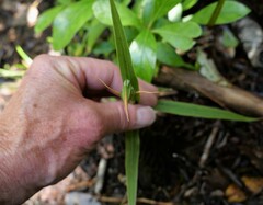 Pterostylis cardiostigma