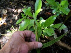 Pterostylis cardiostigma