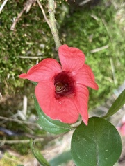 Barleria