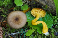 Chrysomphalina chrysophylla