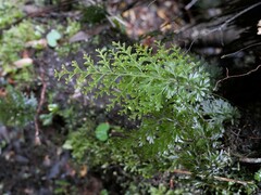 Hymenophyllum demissum