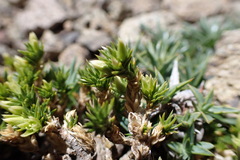Colobanthus lycopodioides