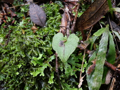 Corybas acuminatus