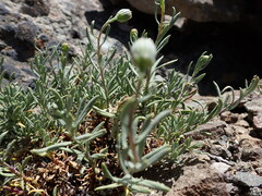 Senecio chionophilus