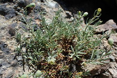 Senecio chionophilus
