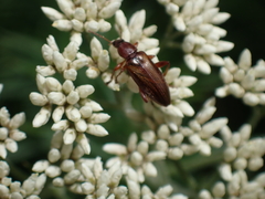 Alleculina