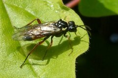 Aglaostigma aucupariae