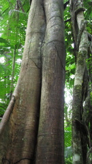 Ficus citrifolia