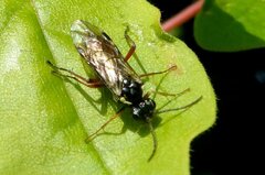 Aglaostigma aucupariae