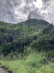 Furcraea