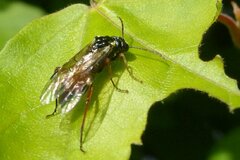 Aglaostigma aucupariae