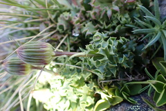Senecio kingii