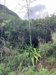 Furcraea
