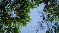 Ficus citrifolia
