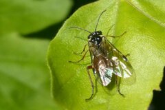 Aglaostigma aucupariae