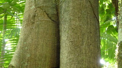 Ficus citrifolia