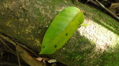 Ficus citrifolia