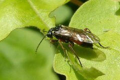 Aglaostigma aucupariae