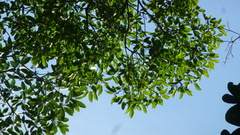 Ficus citrifolia