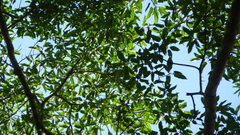 Ficus citrifolia