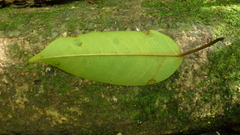Ficus citrifolia