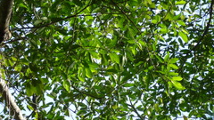 Ficus citrifolia
