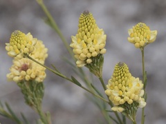 Comesperma flavum
