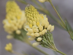 Comesperma flavum