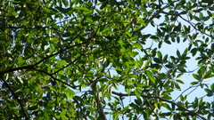 Ficus citrifolia