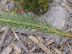Comesperma flavum