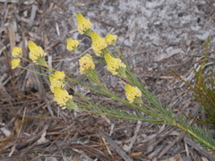Comesperma flavum