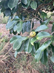Psidium