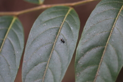 Polyrhachis rufifemur