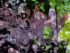 Chondracanthus exasperatus