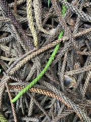 Eutacta