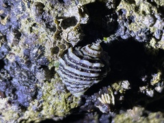 Ocenebrinae