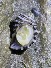 Ocenebrinae