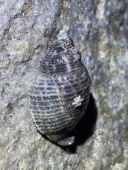 Acanthinucella punctulata