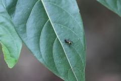 Polyrhachis rufifemur