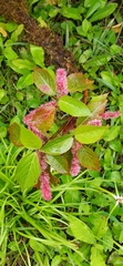 Acalypha pendula