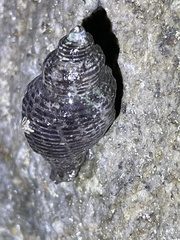 Acanthinucella punctulata